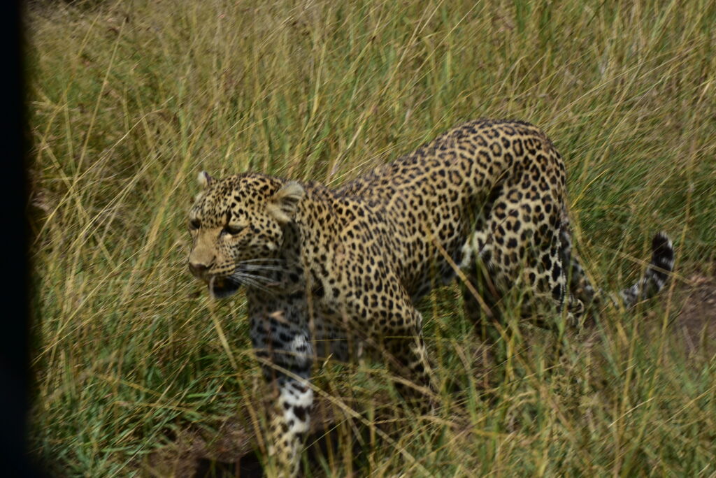 Threatened Species Around the World: How Safi Safaris Helps Preserve Them