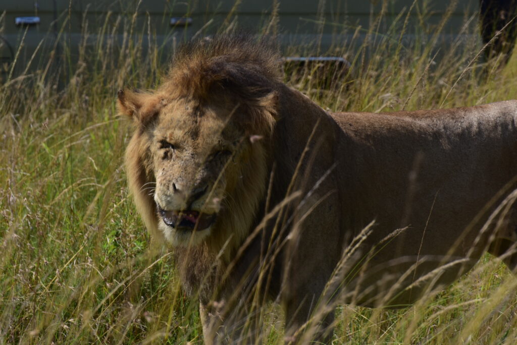 How Safi Safaris Supports Sustainable Eco-Tourism to Protect Wildlife