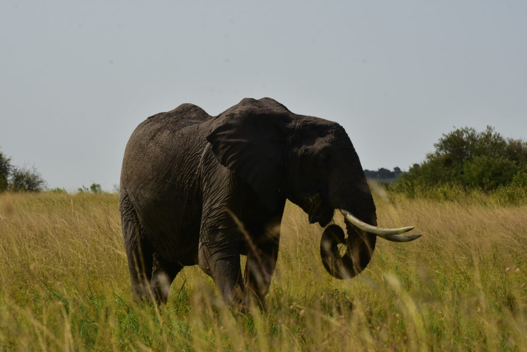 The Importance of Conservation: Safi Safaris’ Role in Protecting Endangered Species